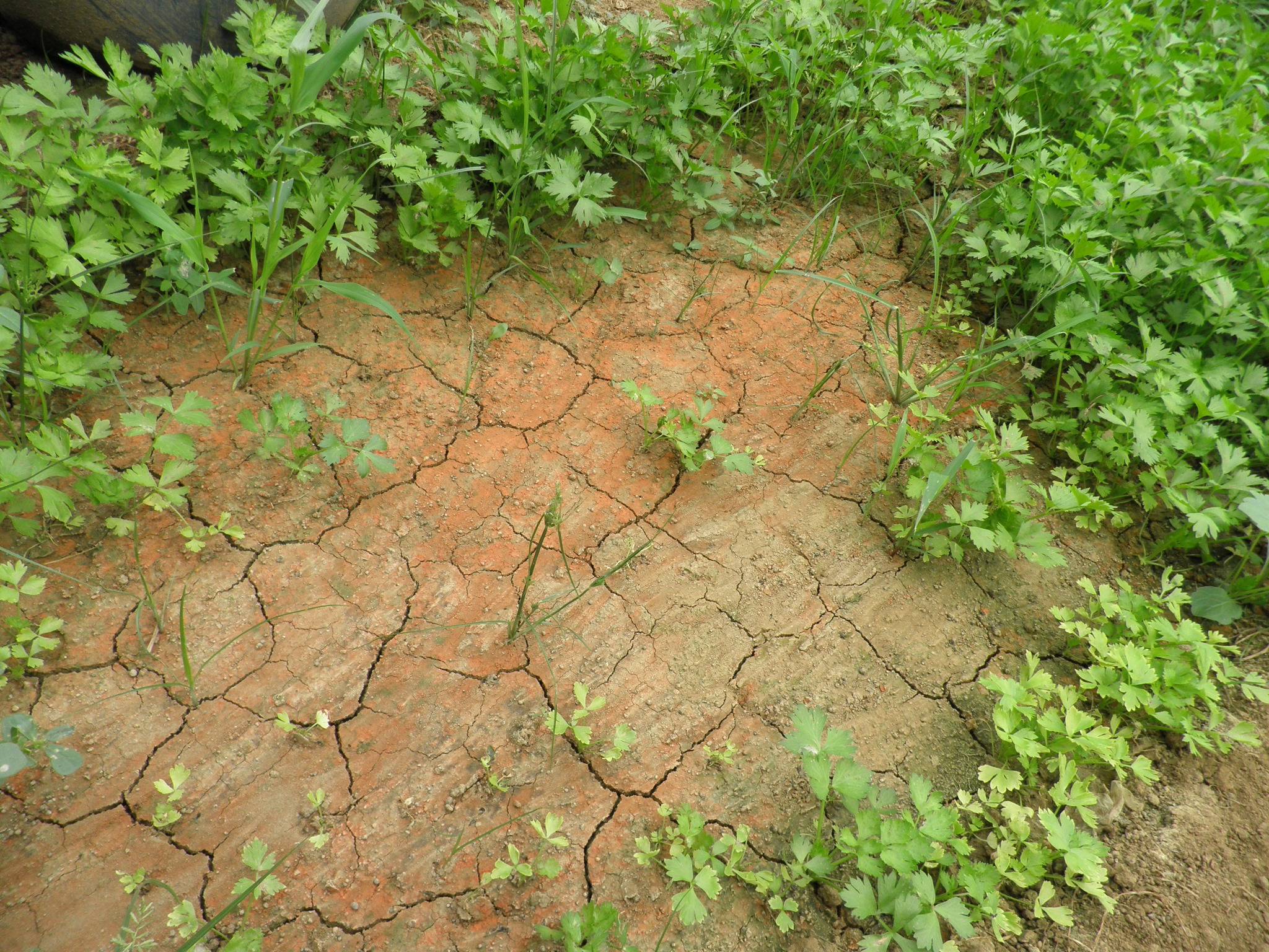 GPS土壤水分溫度鹽分PH速測儀